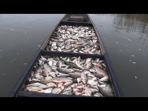 Видео: КАК ЗАРАБОТАТЬ МИЛЛИОНЫ ДЕНЕГ НА РЫБЕ И СТАТЬ МОРСКИМ ВОЛКОМ