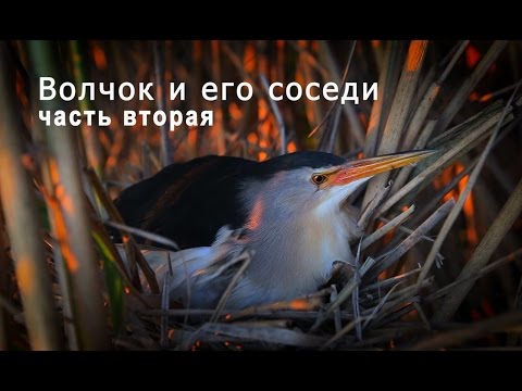 Видео: Волчок и его соседи.  Часть 2