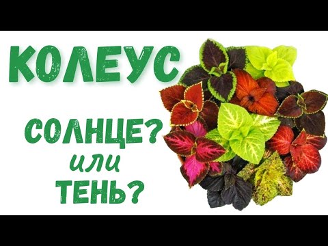 Видео: Где посадить КОЛЕУСЫ? Основные правила посадки!