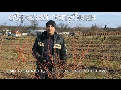 Видео: обрезка голубики весной