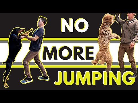 Видео: Очень простой способ отучить собаку прыгать.