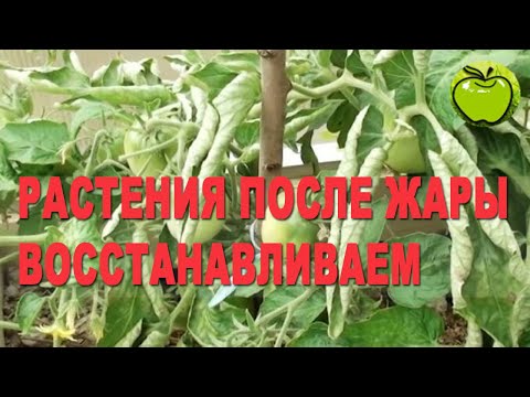 Видео: Растения после аномальной жары и потопа 2021. Как помочь и  вернуть к жизни зеленые посадки.