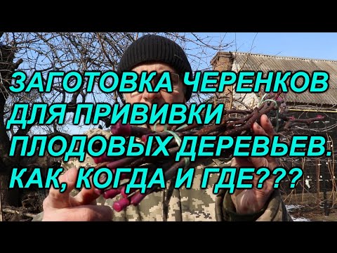 Видео: ЗАГОТОВКА ЧЕРЕНКОВ ДЛЯ ПРИВИВКИ ПЛОДОВЫХ ДЕРЕВЬЕВ