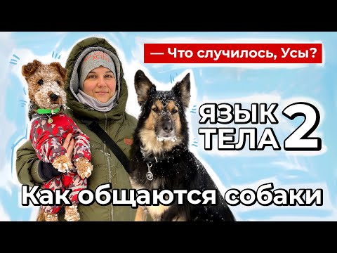 Видео: Что случилось, Усы? Язык тела-2. Как общаются собаки