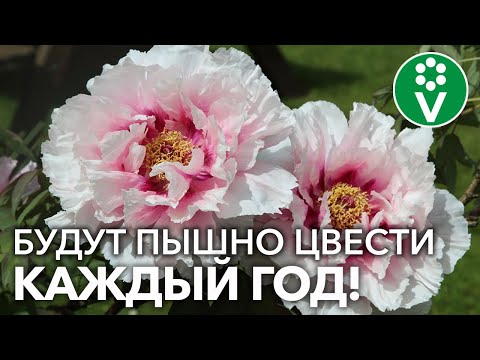 Видео: ЧУДЕСА НЕПРИХОТЛИВОСТИ ПРИ ТАКИХ ПОСАДКЕ И УХОДЕ! + Главное правило обрезки ПИОНОВ