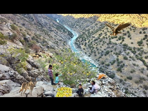 Видео: Настоящая кочевая жизнь 🏔️ | Традиционное скотоводство, выпас овец и сбор диких яблок 🍎🐑