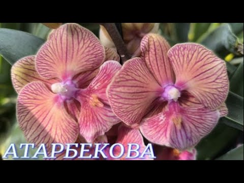 Видео: №1122/ СВЕЖИЕ шикарные ОРХИДЕИ в с/ц на АТАРБЕКОВА