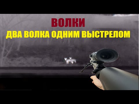 Видео: Охота на волка Ингушетия два волка одним выстрелом