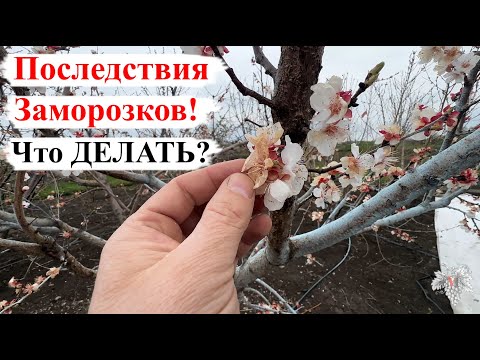 Видео: Последствия МОРОЗОВ / ВЫЖИЛИ не ВСЕ! Что ДЕЛАТЬ / Как ПОДДЕРЖАТЬ РАСТЕНИЯ?