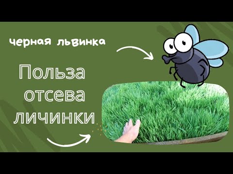 Видео: Зоогумус львинки в здоровье!