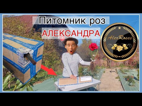 Видео: Питомник Роз «АЛЕКСАНДРА» | Распаковка и Обзор ПОСЫЛКИ