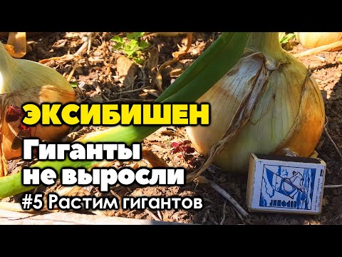 Видео: Почему не получилось вырастить крупный лук эксибишен | Как вырастить лук эксибишен больше килограмма