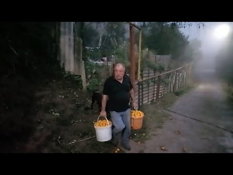 Видео: Как в Батуми Рома собирает мандарины в ПЛОТНЫЙ ТУМАН