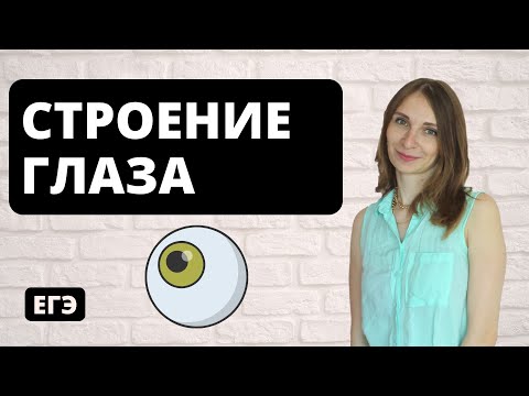 Видео: Строение глаза