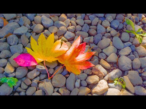 Видео: Листья падают, осень заканчивается