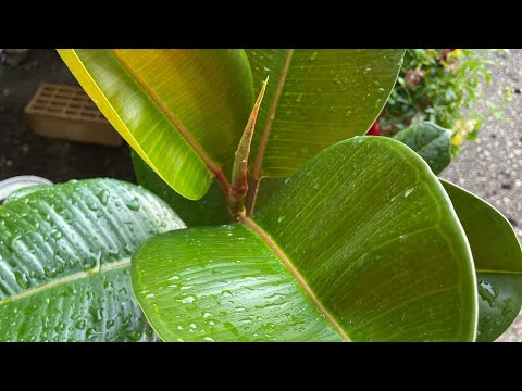 Видео: Мой каучуконосный фикус💚