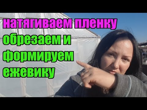 Видео: Обрезка и формировка ежевики перед укрытием в зиму