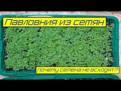 Видео: Павловния из семян. Почему не всходит и почему всходит.