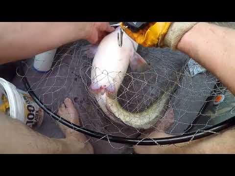 Видео: Сом на квок Десна 2024 не очікував такий результат