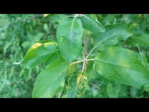 Видео: Лист яблони-вкусный успокоительный чай. 