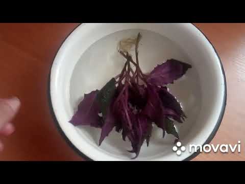 Видео: Sos| Спасаю черенки гинуры