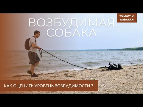 Видео: Возбудимая собака: тест и план работы