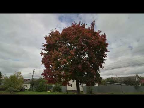 Видео: Осень в Туле(3)