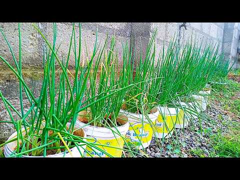 Видео: Продолжайте размножать зеленый лук, и вам больше никогда не придется покупать зеленый лук.