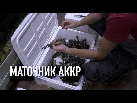 Видео: Отбор маточника Австралийского красноклешневого рака. Фильтрация для пруда и УЗВ