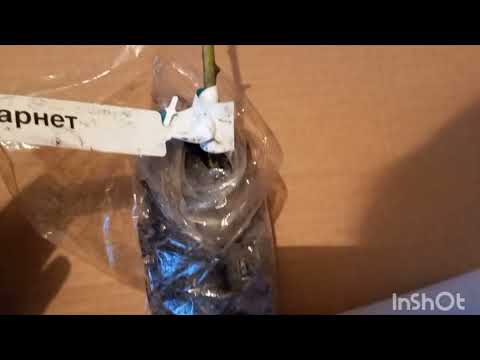 Видео: Распаковка посылки от Розы Фокино. Март 2024 г.