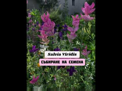 Видео: Salvia Viridis - Събиране на семена