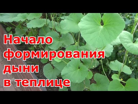 Видео: Первая прищипка и формирование дыни в теплице. Выращивание дынь в Подмосковье.