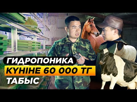Видео: Инновациялық мал шөбі. 2 тонна шөп сатып, 60 000 тг табыс. | Гидропоника Ауыл шаруашылығы.