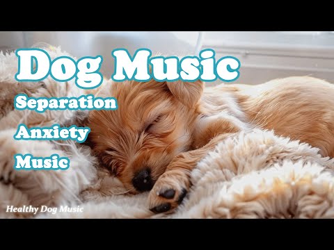Видео: Лечебная музыка для собак 🐶 Расслабляющая музыка для снятия тревоги разлуки