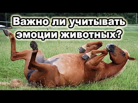 Видео: 🐾 Эмоции животных ТВОРЯТ ЧУДЕСА! Неожиданный эффект, о котором никто не знал! 😱