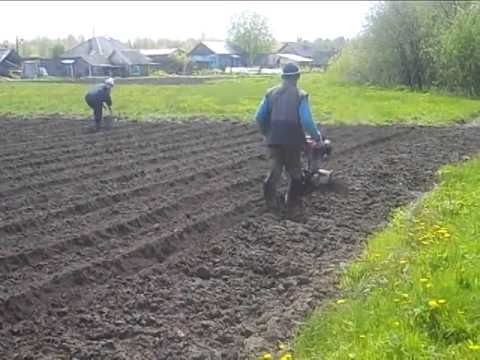 Видео: Посадка картофеля культиватором.