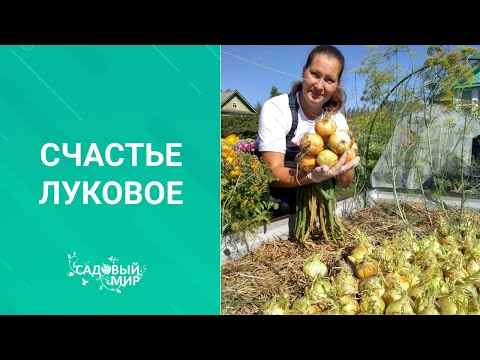 Видео: Когда нужно собирать урожай лука с грядки. Как подготовить  лук к хранению зимой. Народный способ!