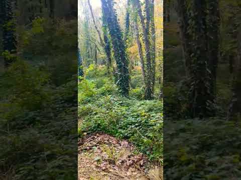 Видео: Адлер Зимний Лес. Жду в гости в походы и перезагрузку. 9 ноября 2024.