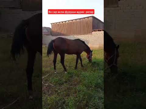 Видео: ЯК САР АСПИ ФУРУШИ ☎️  89150989191 04.08.2025