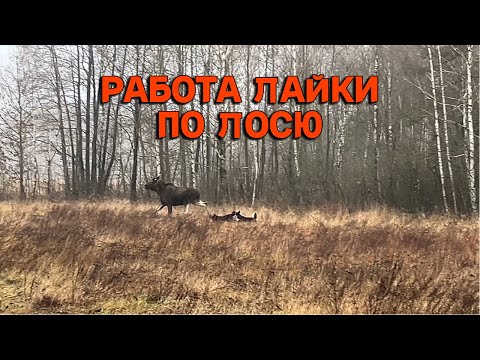 Видео: ЛАЙКИ отработали РОГАТОГО. ОХОТА на ЛОСЯ ЗАГОНОМ.