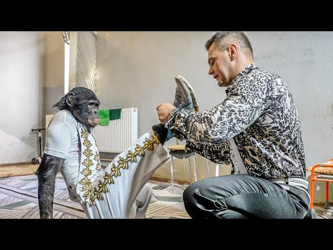 Видео: КАК ШИМПАНЗЕ ГОТОВЯТ к представлению? Наше выступление и закулисье ТБИЛИССКОГО ЦИРКА