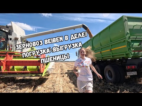 Видео: Зерновоз BEIBEN в деле! Погрузка и выгрузка пшеницы на элеваторе  Уборочная 2024