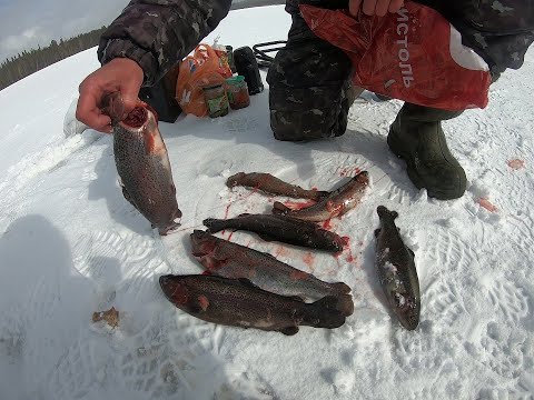 Видео: Ловля форели  на льду часть 2 (Лучший способ ловить форель)