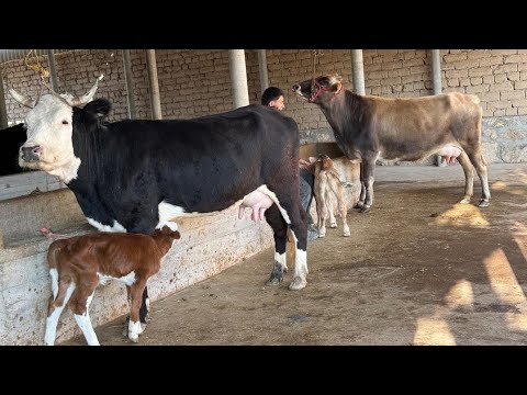 Видео: ГОВИ ФУРУШИ ЧОРНИ ПИЕСТУР 2 САР НОМЕР 911217221 НАВОРИ ТОЗА 11 НОЯБРЯ 2025