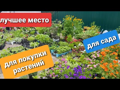 Видео: Лучшее место для покупки цветов и кустарников/ Где я покупаю цветы/В гостях у цветочницы