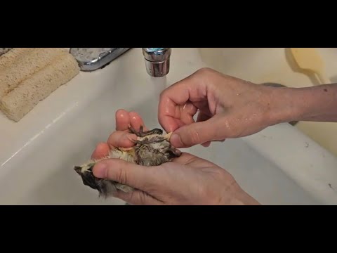 Видео: Выживет ли птенчик? Секретный рецепт! Цыплята принимают душ!