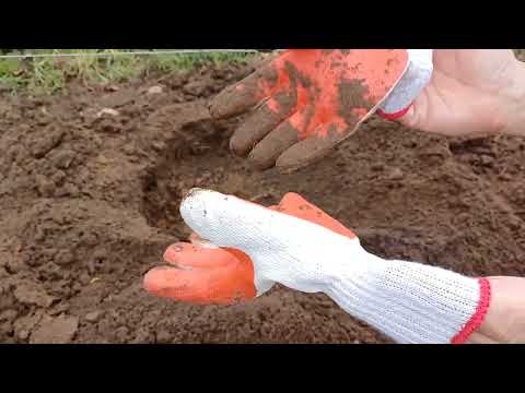 Видео: НЕ покупайте такие саженцы!!! Мой опыт. Ч 2.