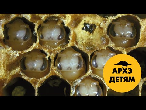 Видео: Беспозвоночные и человек  | Вадим Марьинский (выпуск 13)