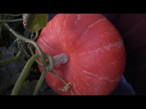 Видео: СЛАДКАЯ КОНФЕТКА!