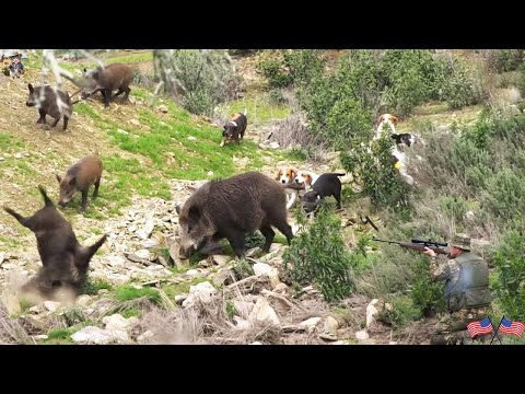 Видео: Безграничный дикий кабан: захватывающие сцены охоты, потрясающие кадры — захватывающие боевые сцены